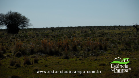DOS EÓLICOS VIRA P FAZENDA_Moment.00_05_07_23.Quadro533_297ef5f539408597832fead0dfc72f2a68bdd759.jpg